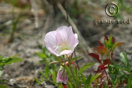 oenothera  speciosa  product gallery #4