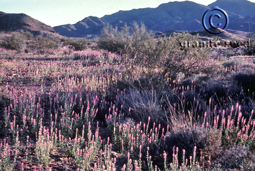 castilleja  exserta ssp. exserta  product gallery #1