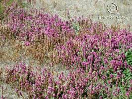 castilleja  exserta ssp. exserta  product gallery #2