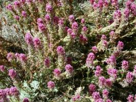 Castilleja exserta ssp. exserta