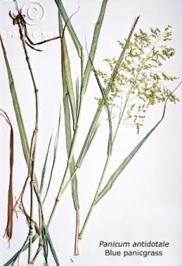 Panicum antidotale