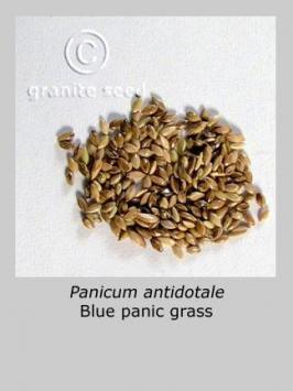 panicum  antidotale  product gallery #2