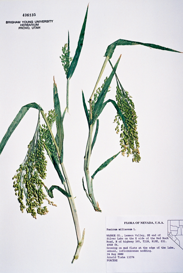 Panicum miliaceum