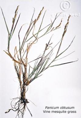 Panicum obtusum