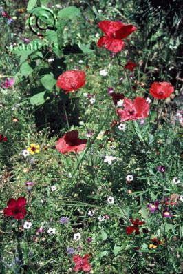 Papaver rhoeas