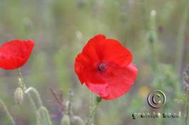 papaver  rhoeas  product gallery #2