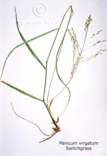 Switchgrass