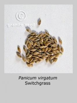 panicum  virgatum  product gallery #2