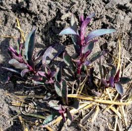 Penstemon barbatus