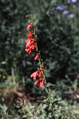 penstemon  eatonii  product gallery #2