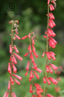 penstemon  eatonii  product gallery #3