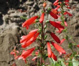 Penstemon eatonii