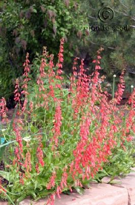 penstemon  eatonii  product gallery #6