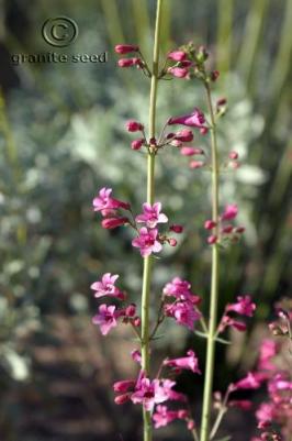 penstemon  parryi  product gallery #4