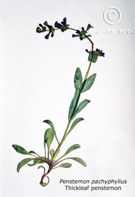 Penstemon pachyphyllus