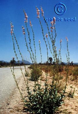 Penstemon palmeri