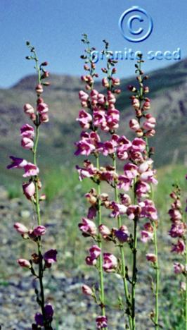 penstemon  palmeri  product gallery #2