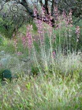 penstemon  palmeri  product gallery #5