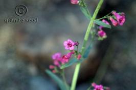 Penstemon pseudospectabilis