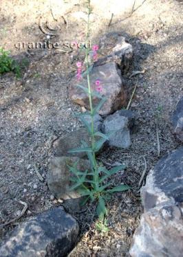 penstemon  pseudospectabilis  product gallery #3