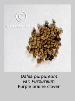 dalea purpurea  var. purpurea  product gallery #4