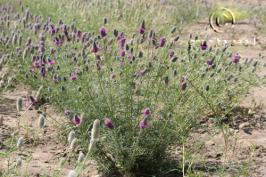 dalea purpurea  var. purpurea  product gallery #5