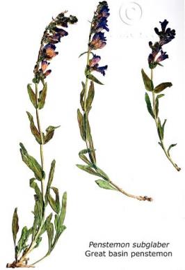 Penstemon subglaber