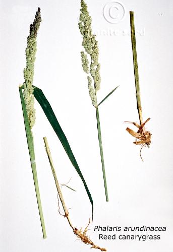 Phalaris arundinacea