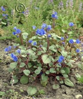 phacelia  campanularia  product gallery #4