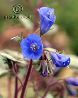 Phacelia campanularia