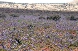 phacelia  crenulata  product gallery #3