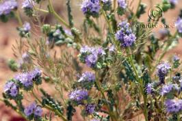 phacelia  crenulata  product gallery #4