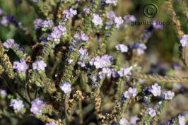 phacelia  crenulata  product gallery #5