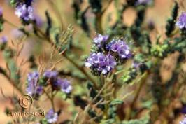 Phacelia crenulata