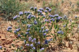 phacelia  crenulata  product gallery #8