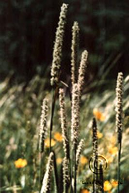 Phleum pratense