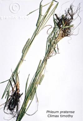 phleum  pratense  product gallery #2