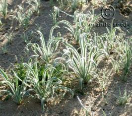 Plantago ovata