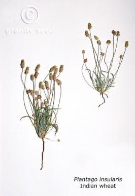 plantago  ovata  product gallery #3