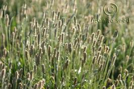 plantago  ovata  product gallery #5