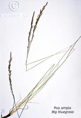 Poa secunda ssp. ampla