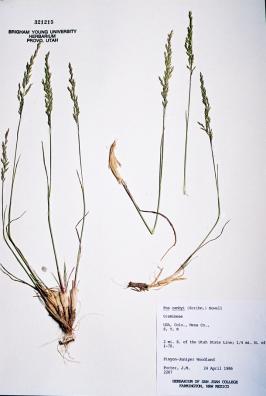 Poa secunda ssp. canbyi