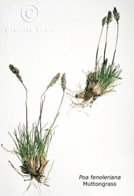 poa  fendleriana  product gallery #2