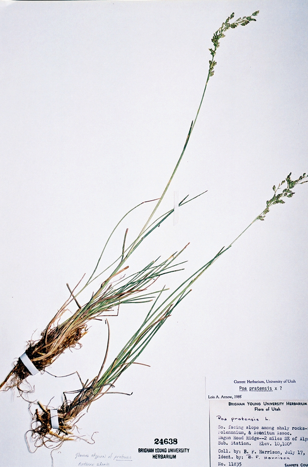 Poa pratensis