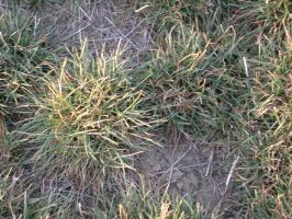 poa  secunda ssp. sandbergii  product gallery #3