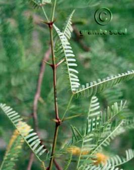 prosopis  juliflora velutina  product gallery #3