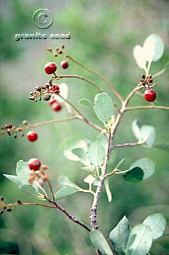 Prunus virginiana