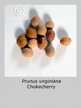 prunus   virginiana  product gallery #3