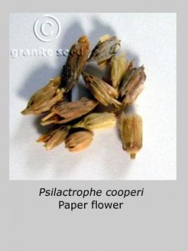 psilostrophe   cooperi  product gallery #2