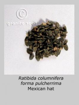 ratibida  columnifera  product gallery #4